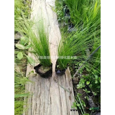 江苏红叶小檗，红叶小檗球
