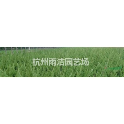 供应蜀桧、地柏、洒金柏、金叶女贞、红叶小檗、红叶石楠