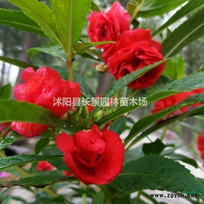 80公分红叶小檗球各种规格