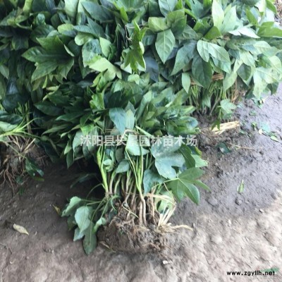 1.5米红叶小檗球供应厂家