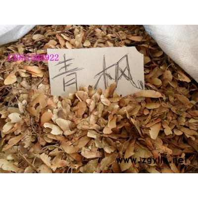 迎春 连翘 棣棠 红瑞木 红叶小檗 红花草 金叶女贞 洒金柏