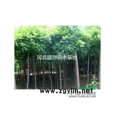 优质的红叶小檗种植基地