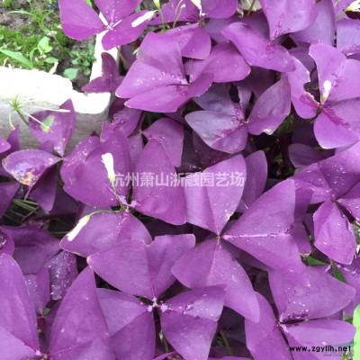 萧山花木供应链服务商：红花韭兰/红王子锦带/虞美人/孔雀草