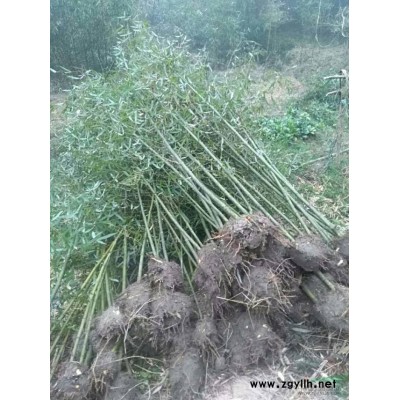 浙江萧山红王子锦带花小苗价格/报价