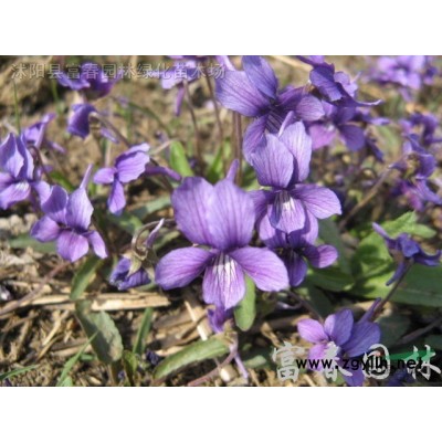 苗圃出售五彩锦带 高杆五彩锦带 花色丰富绚丽多彩 株型饱满长势喜人 直径2-12公分规格*欢迎来电