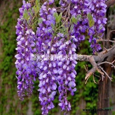 彩叶绿化树种 河南红叶李批发 紫叶李价格 1到12公分有量