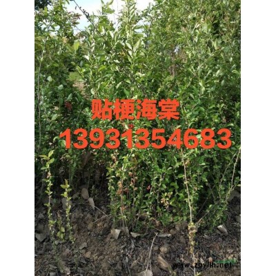河北定州奥美供应80-120公分高，4-6分枝的红王子锦带