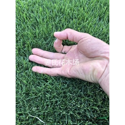 木槿小苗 木槿花 家家户户喜欢她