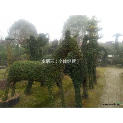 地径5公分的木槿价格 .高度2.5米的木槿出售.木槿种植基地