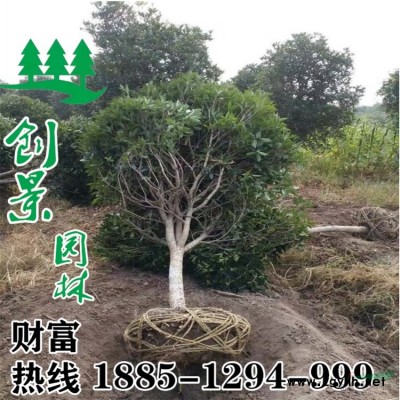 【紫荆花】紫荆花_价格_图片_产地报价表-