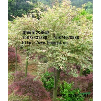 紫荆 紫荆图片 紫荆价格