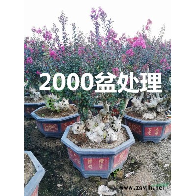 福建羊蹄甲价格 红花紫荆价格 宫粉紫荆批发