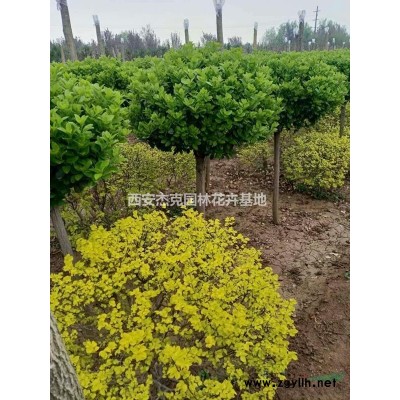 陕西地区木槿，北海道冬青，棕树，高山黄杨供应