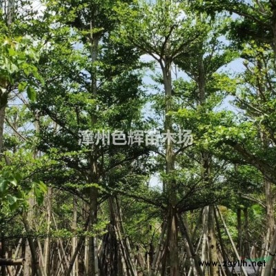 紫荆价格 福建紫荆报价 基地直销 紫荆批发 景观工程树