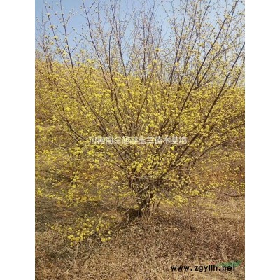 紫荆价格，6-12公分河南巨紫荆价格，河南超越玉兰基地