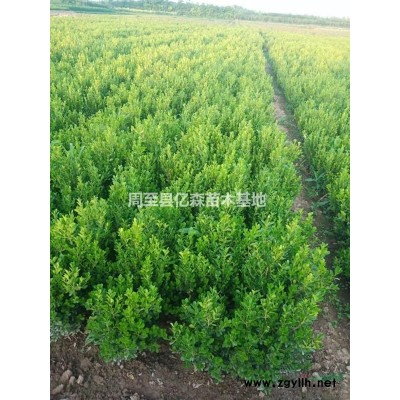 陕西紫荆苗 丛生紫荆 紫荆花 基地批发量大直销
