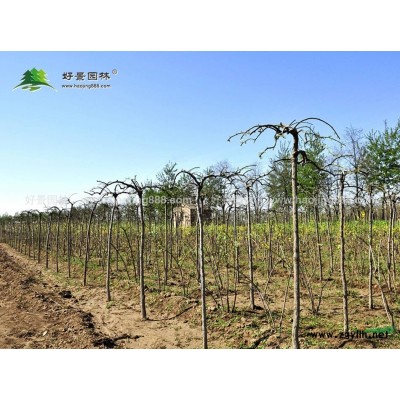 大花月季价格_大花月季产地_大花月季绿化苗木苗圃基地