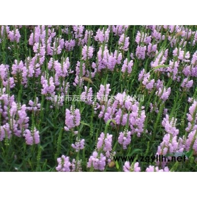 紫荆种植基地独杆紫荆丛生紫荆报价批发