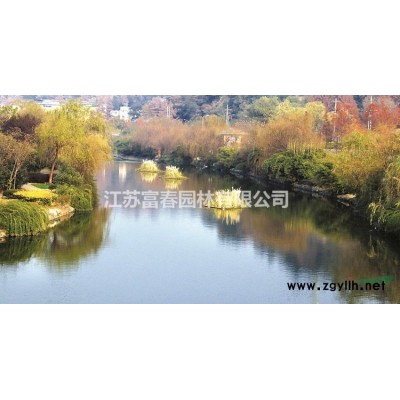 红叶小檗、紫叶小檗苗、江苏沭阳红叶小檗。红叶小檗基地