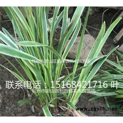 金叶女贞、红叶小檗、黄杨、冬青