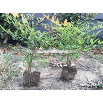 供应红叶小檗、蜀桧、金叶女贞、、红叶小檗、洒金柏