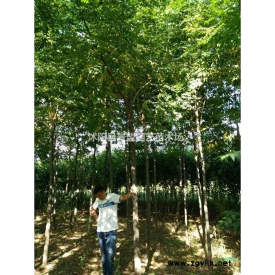 红叶小檗种子什么时候播种？