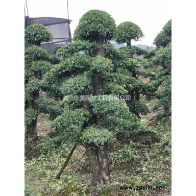色块种植用苗，红叶小檗产地，红帽月季价格，大叶黄杨豆瓣黄杨