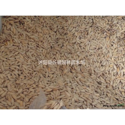 红叶小檗球*新报价