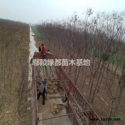 可供湖北红叶小檗价格 红叶小檗批发 红叶小檗种植基地 湖北苗木 武汉苗木