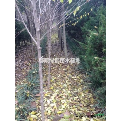 可供安阳红叶小檗批发基地 红叶小檗价格 红叶小檗种植基地 安阳苗木