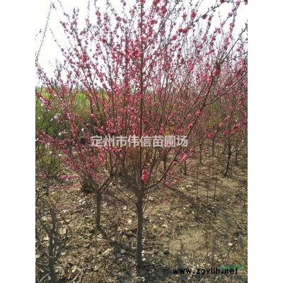 红叶小檗批发，河北红叶小檗价格，河北红叶小檗产地