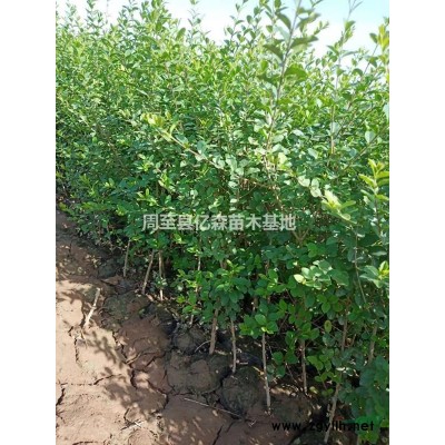 陕西红叶小檗 陕西营养钵红叶小檗 营养钵红叶小檗苗