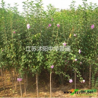 供龙柏，金叶女贞，红叶小檗，金叶小檗，雪松，红叶石楠，，樱花
