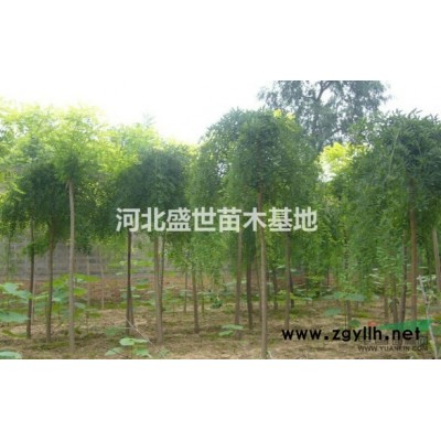 专业的红叶小檗种植基地