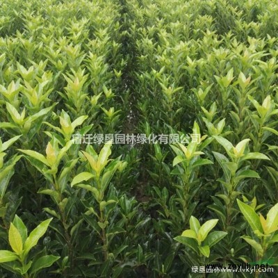 八仙花价格_八仙花图片_八仙花产地_八仙花绿化苗木苗圃基地