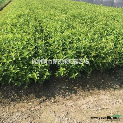 红王子锦带，2020年红王子锦带，萧山苗木，萧山苗木直销