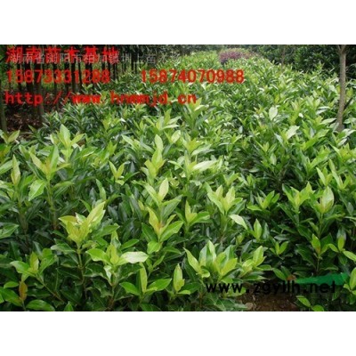 供应湖南木槿-木槿价格-丛生木槿-茉莉花-木槿小苗