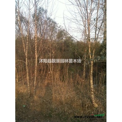 金山绣线菊苗 黄叶绣线菊一棵多少钱