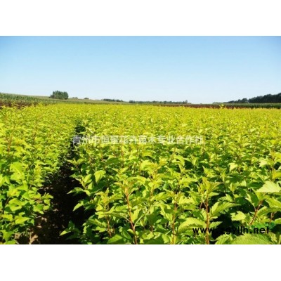 金山绣线菊自产自销 金山绣线菊批发价格 金山绣线菊种植基地
