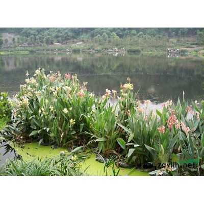 紫荆 独杆紫荆产地 紫荆苗圃基地直销
