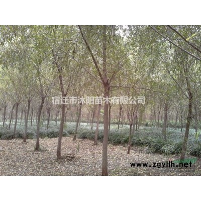 黄帽月季价格_黄帽月季产地_黄帽月季绿化苗木苗圃基地