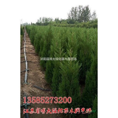 红叶石楠球 海桐球.火棘球.红叶小檗球，龙柏球