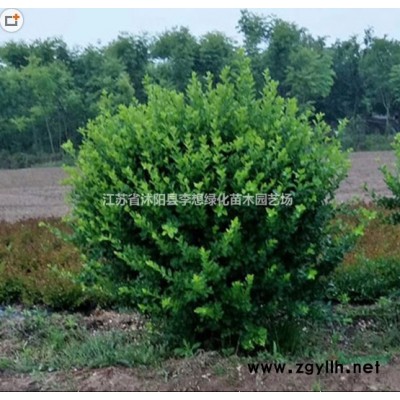基地供应冬青球 火棘球,卫矛球，红叶小檗球，龙柏球红叶石楠球