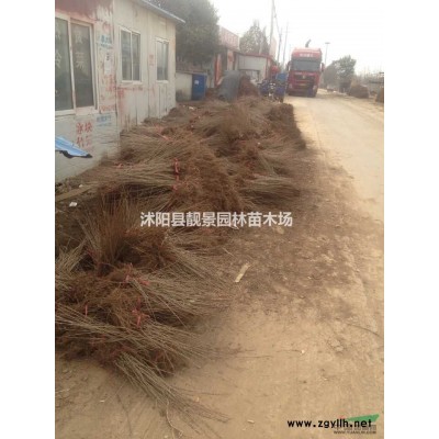 红叶小檗批发 红叶小檗落叶灌木 自己培育 欢迎实地看苗