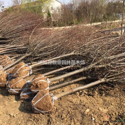 红叶小檗30-60公分高 江苏红叶小檗基地批发 红叶小檗绿篱