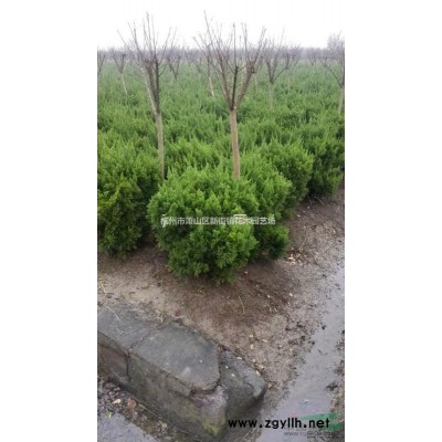 供应红枫小苗、紫薇小苗、红叶小檗、红王子锦带