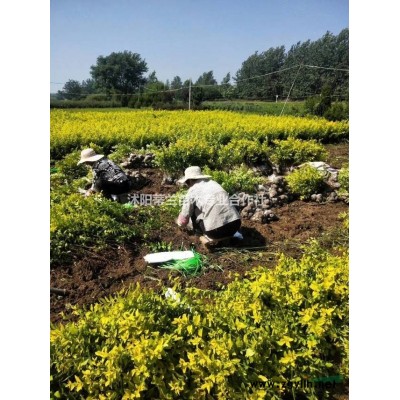 江苏红叶小檗毛球大量批发 这是自家基地的红叶小檗基地