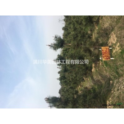 白玉兰芽苗供应，红叶小檗芽苗出售图片信息