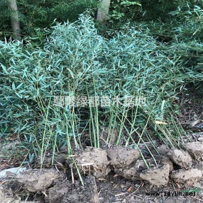 可供湖南红叶小檗种植基地 湖南苗木 湖南苗木基地 长沙红叶小檗价格