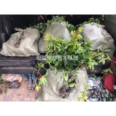 可供山西晋中红叶小波批发 红叶小檗价格 红叶小檗苗圃基地 晋中苗木